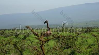 长颈鹿躺在<strong>草地</strong>上，躺在<strong>荒</strong>野非洲的灌木丛中